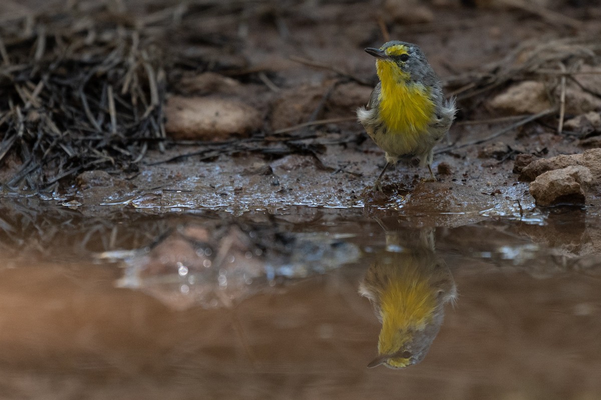 Grace's Warbler - ML640596936