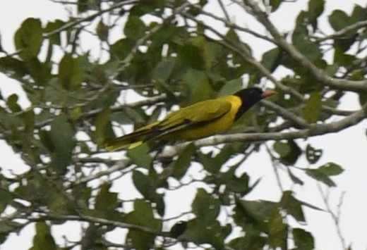 Black-winged Oriole - ML640596943