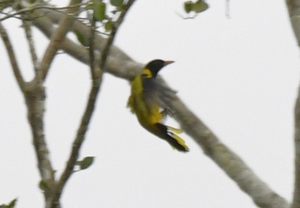 Black-winged Oriole - ML640596944
