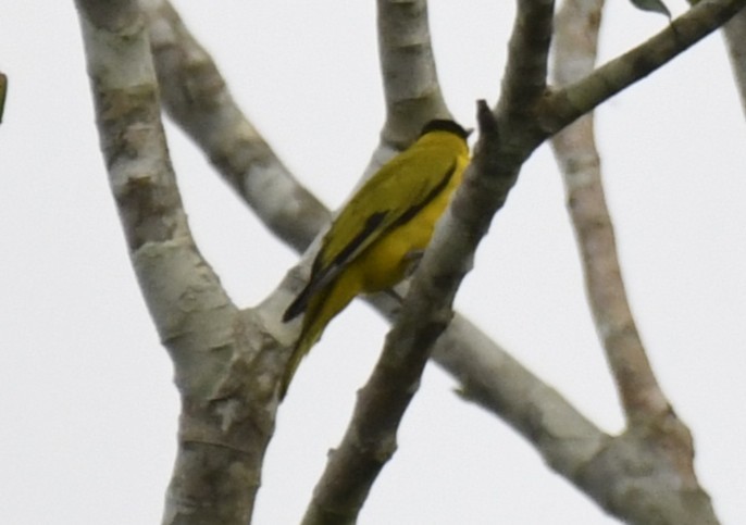 Black-winged Oriole - ML640596945
