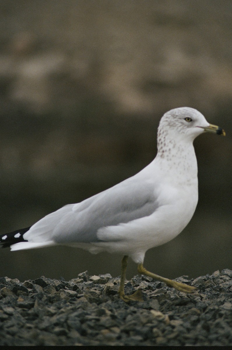 Ring-billed Gull - ML640597017