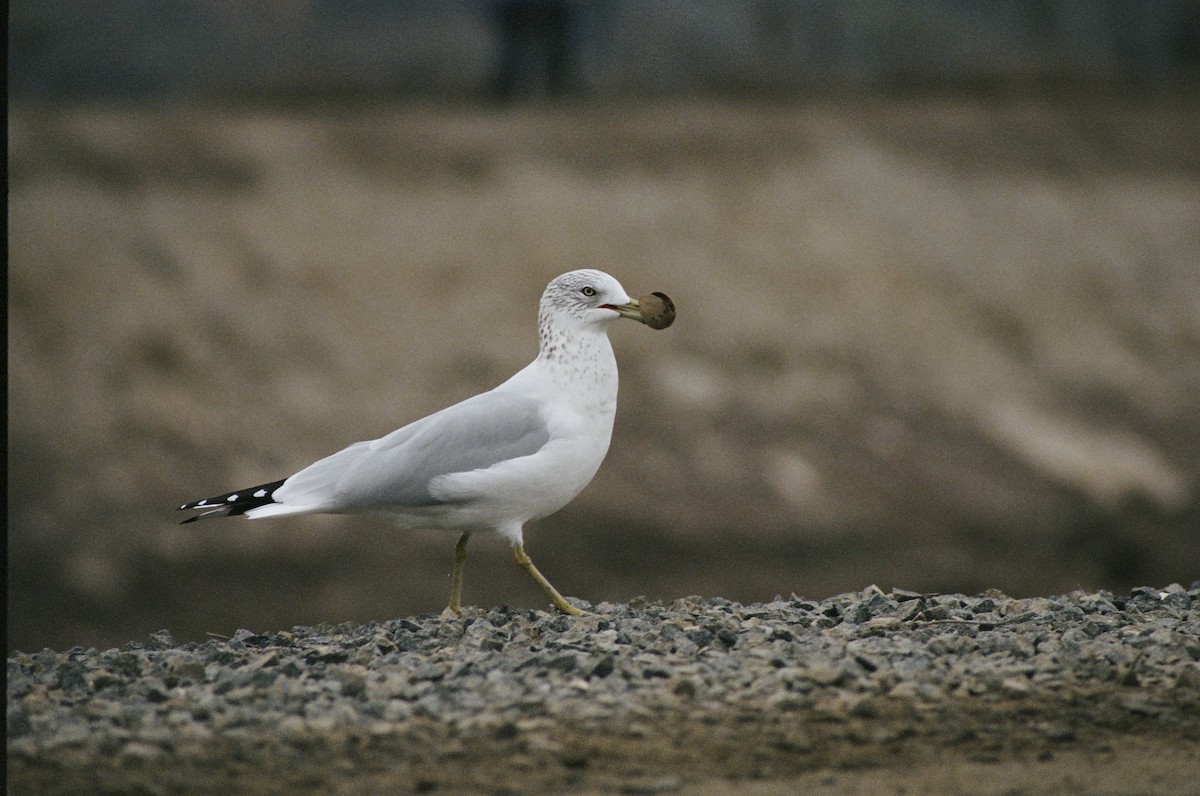 Ring-billed Gull - ML640597018