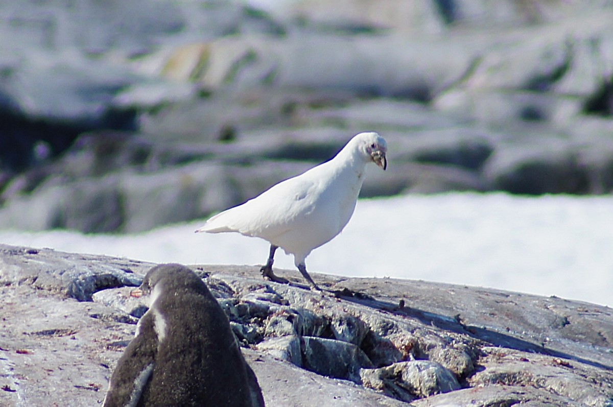 Snowy Sheathbill - ML640597028