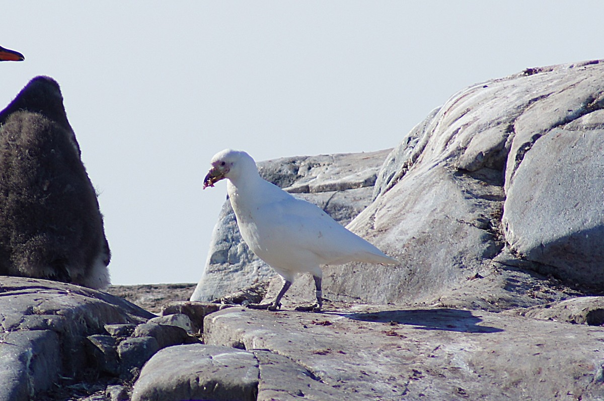 Snowy Sheathbill - ML640597030