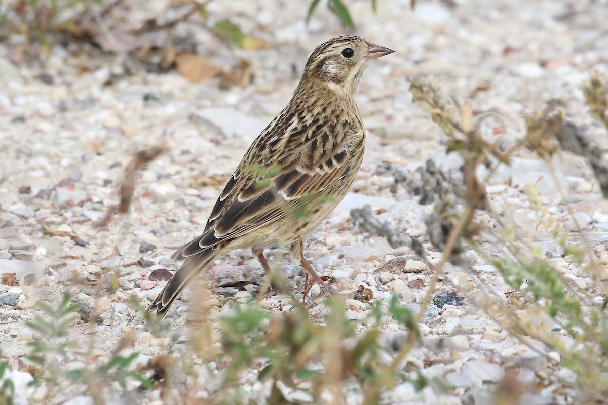 Smith's Longspur - ML640597051