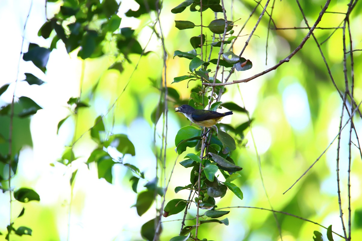 Zwergmistelfresser - ML640597103