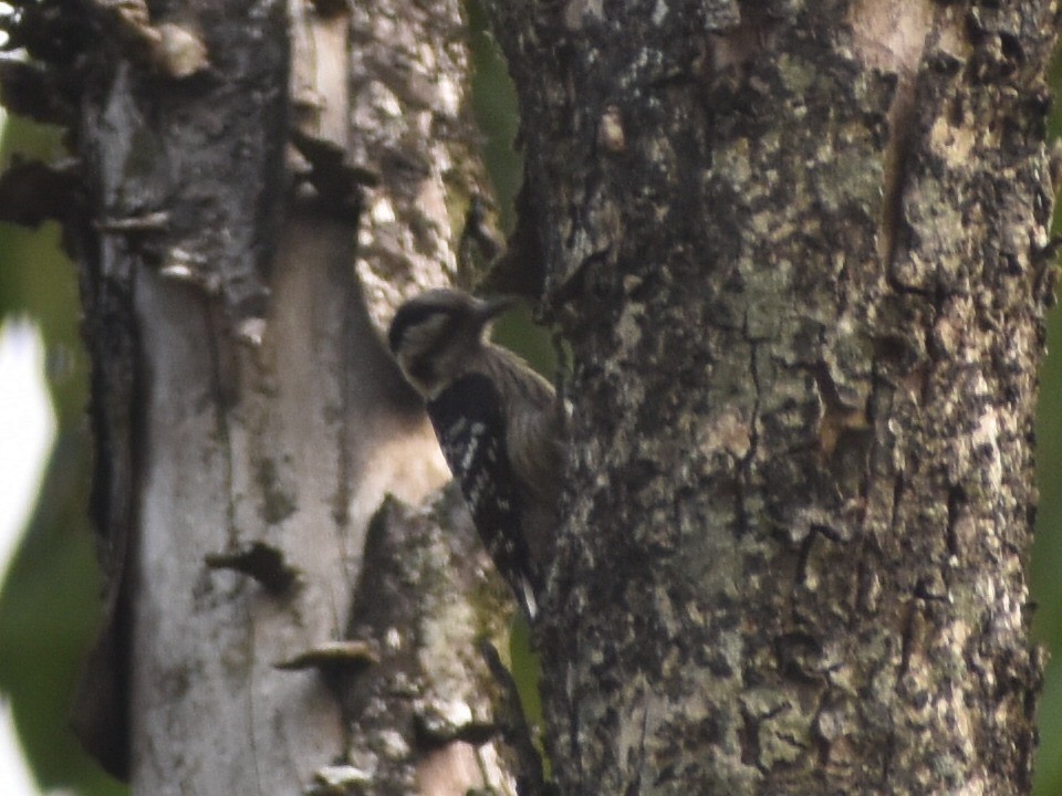 Gray-capped Pygmy Woodpecker - ML640597253