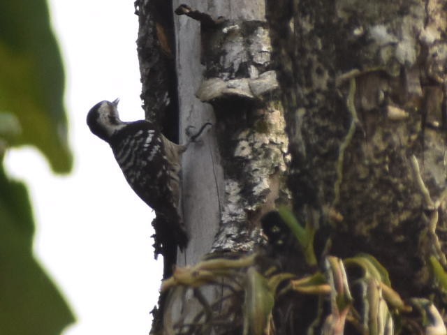 Gray-capped Pygmy Woodpecker - ML640597254