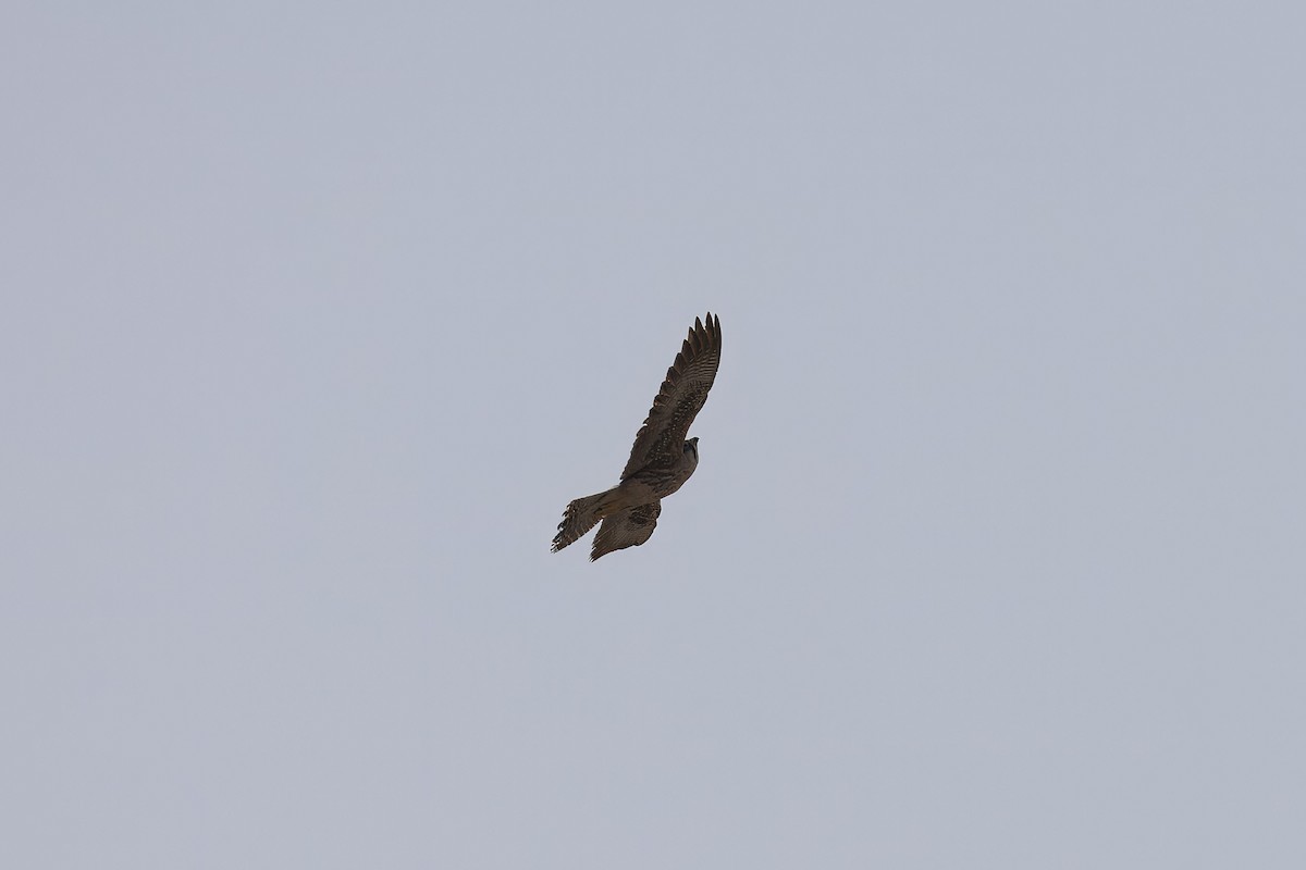 Lanner Falcon - ML640597262