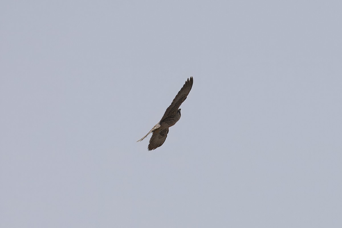 Lanner Falcon - ML640597263