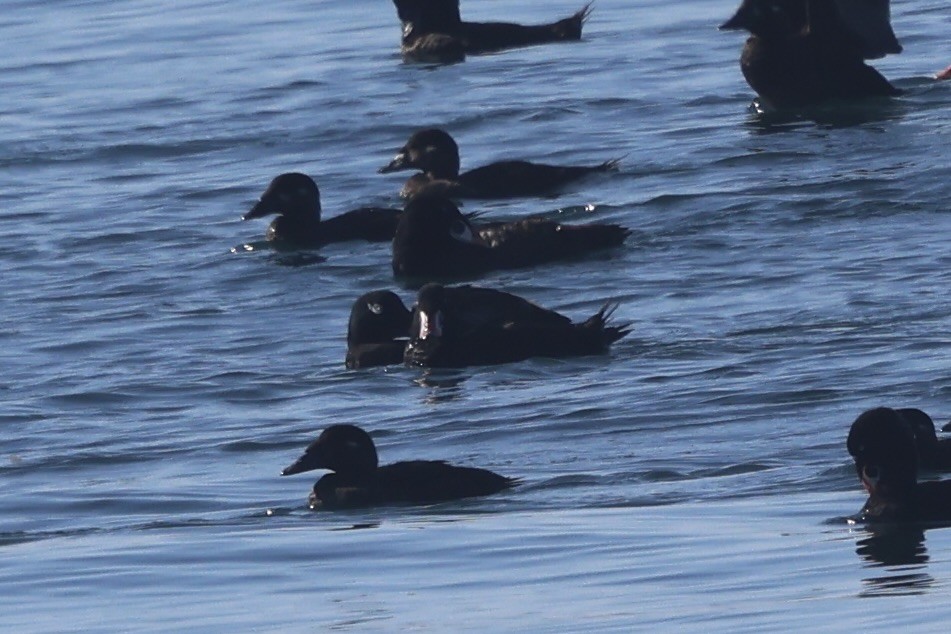White-winged Scoter - ML640597285