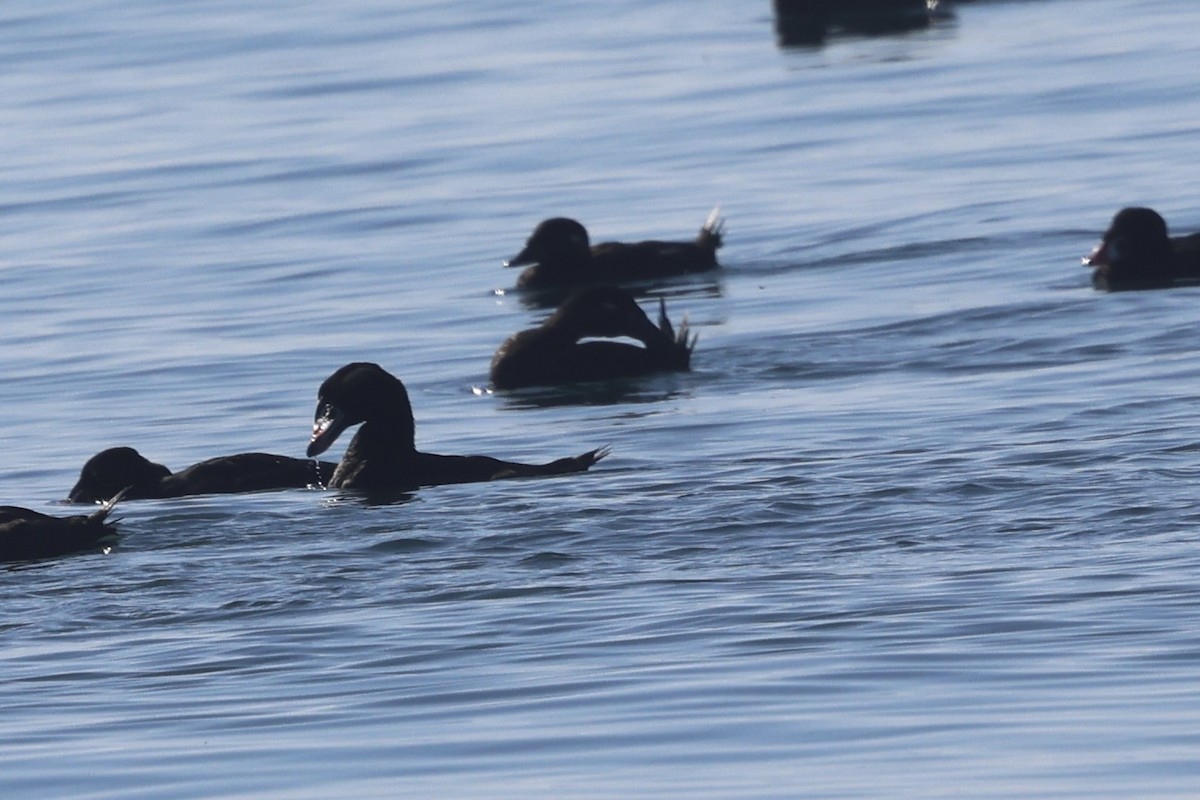 White-winged Scoter - ML640597288