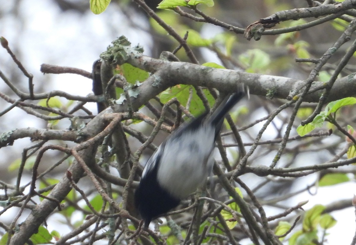 White-bellied Tit - ML640597346