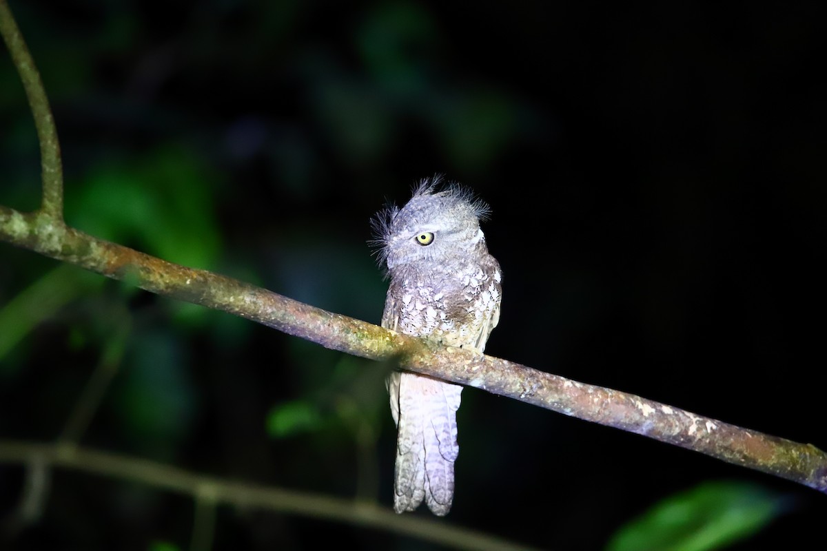 Palawan Frogmouth - ML640597525