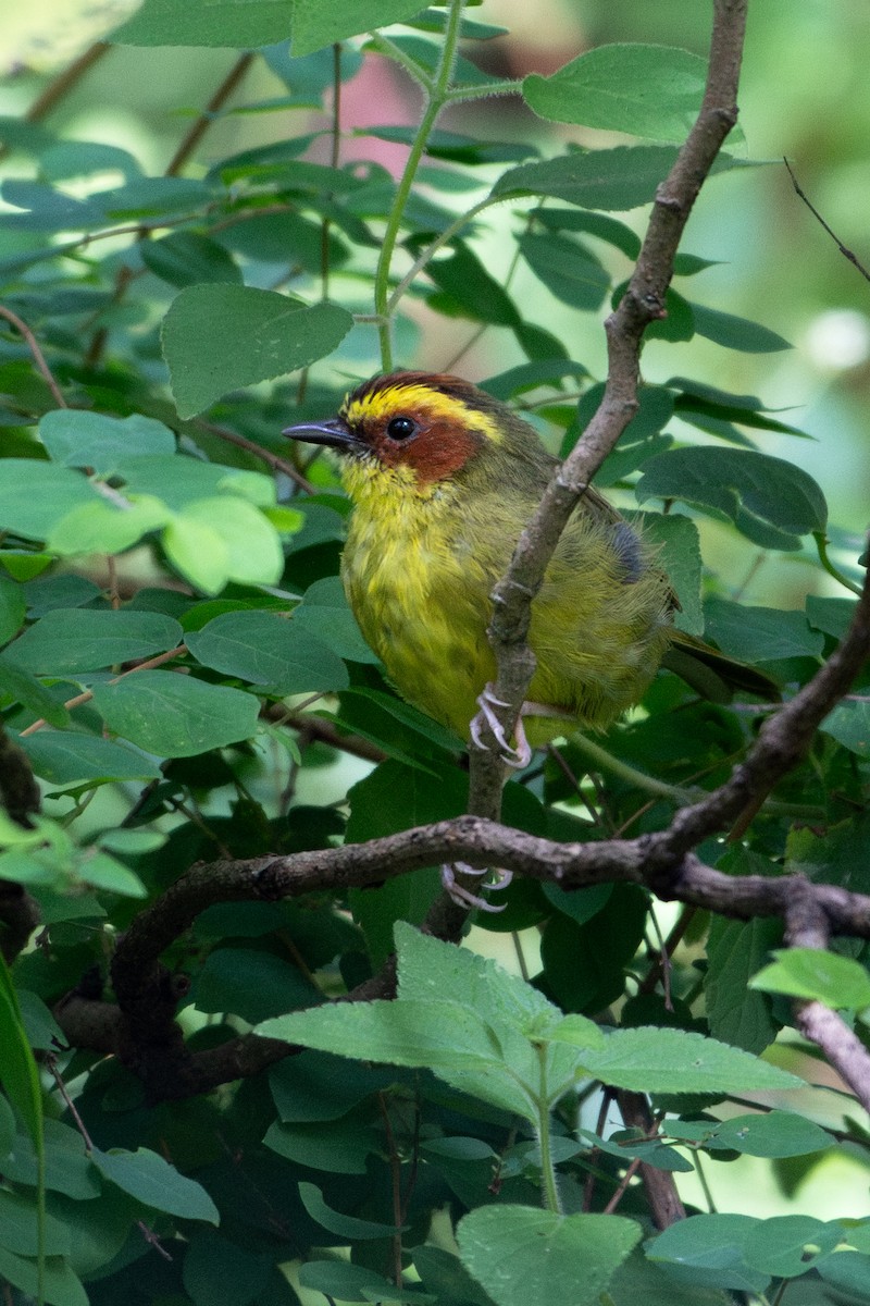 Golden-browed Warbler - ML640597558
