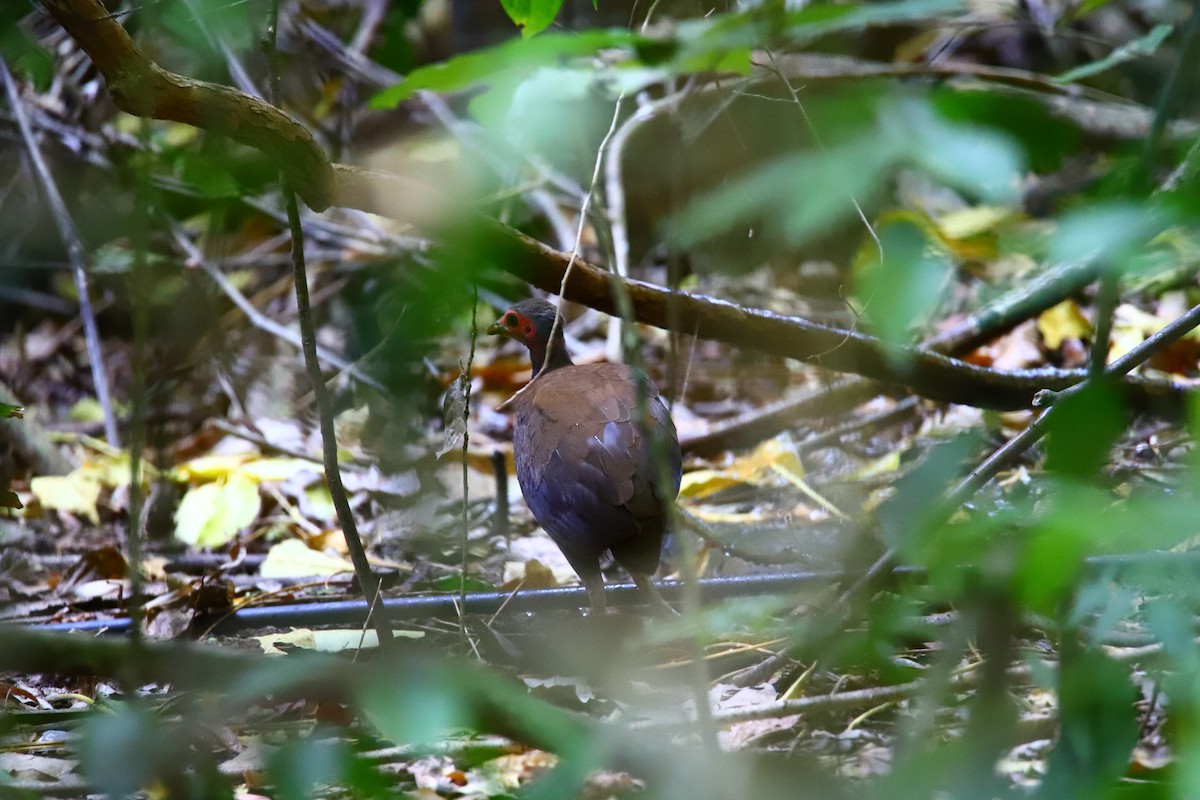Philippinen-Großfußhuhn - ML640597582