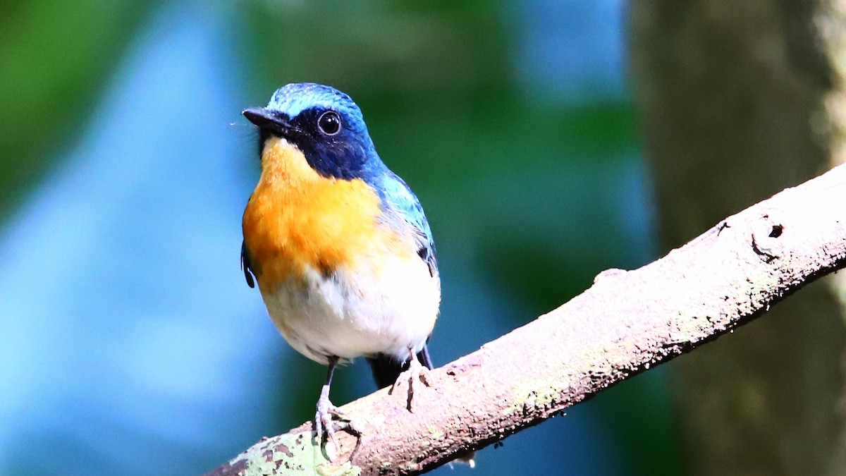 Palawan Blue Flycatcher - ML640597599