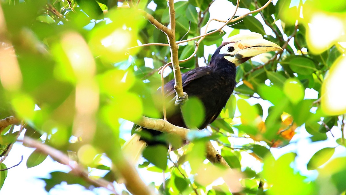 Cálao de Palawan - ML640597743