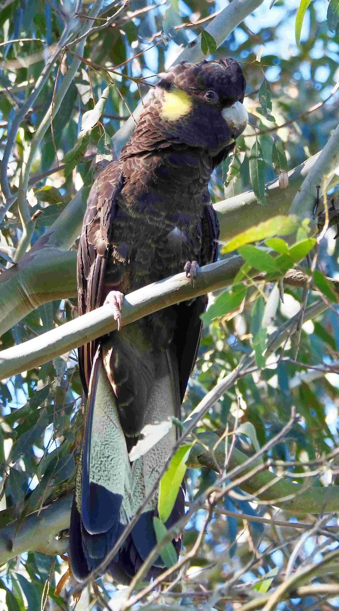 Yellow-tailed Black-Cockatoo - ML640597751