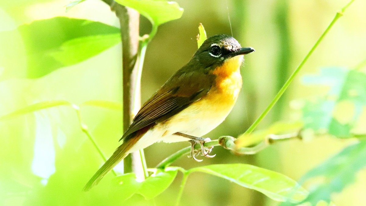 Palawan Blue Flycatcher - ML640597763