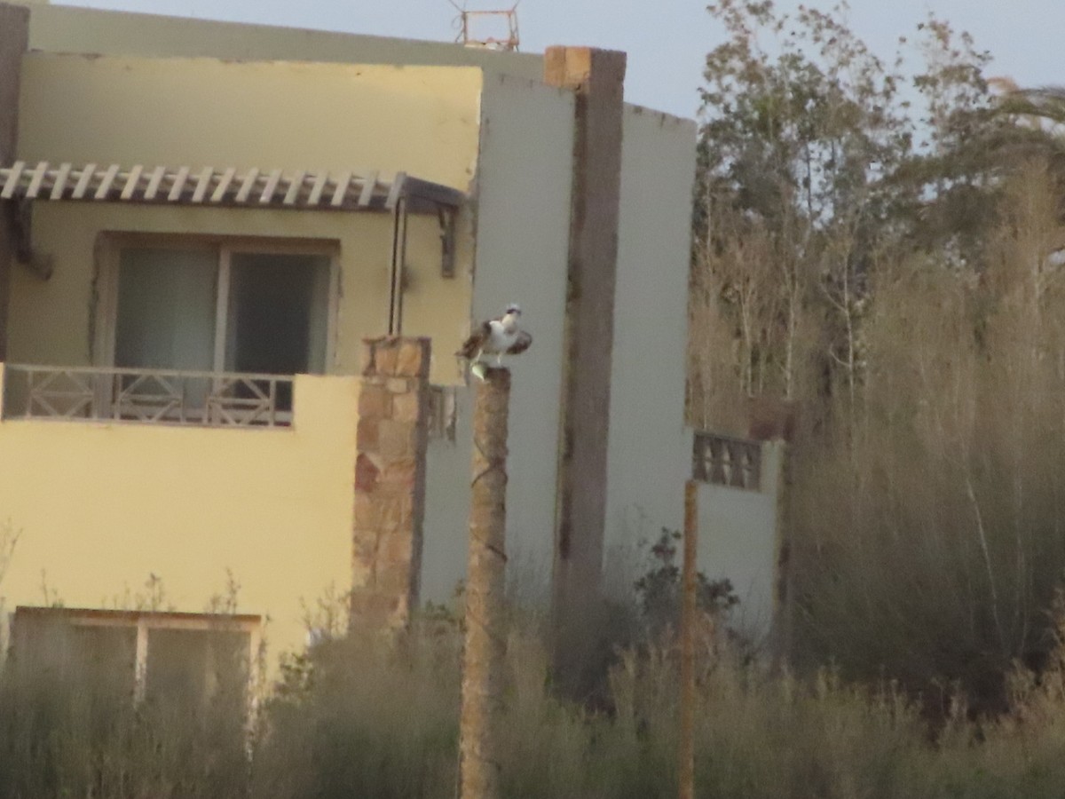 Osprey - ML640597827