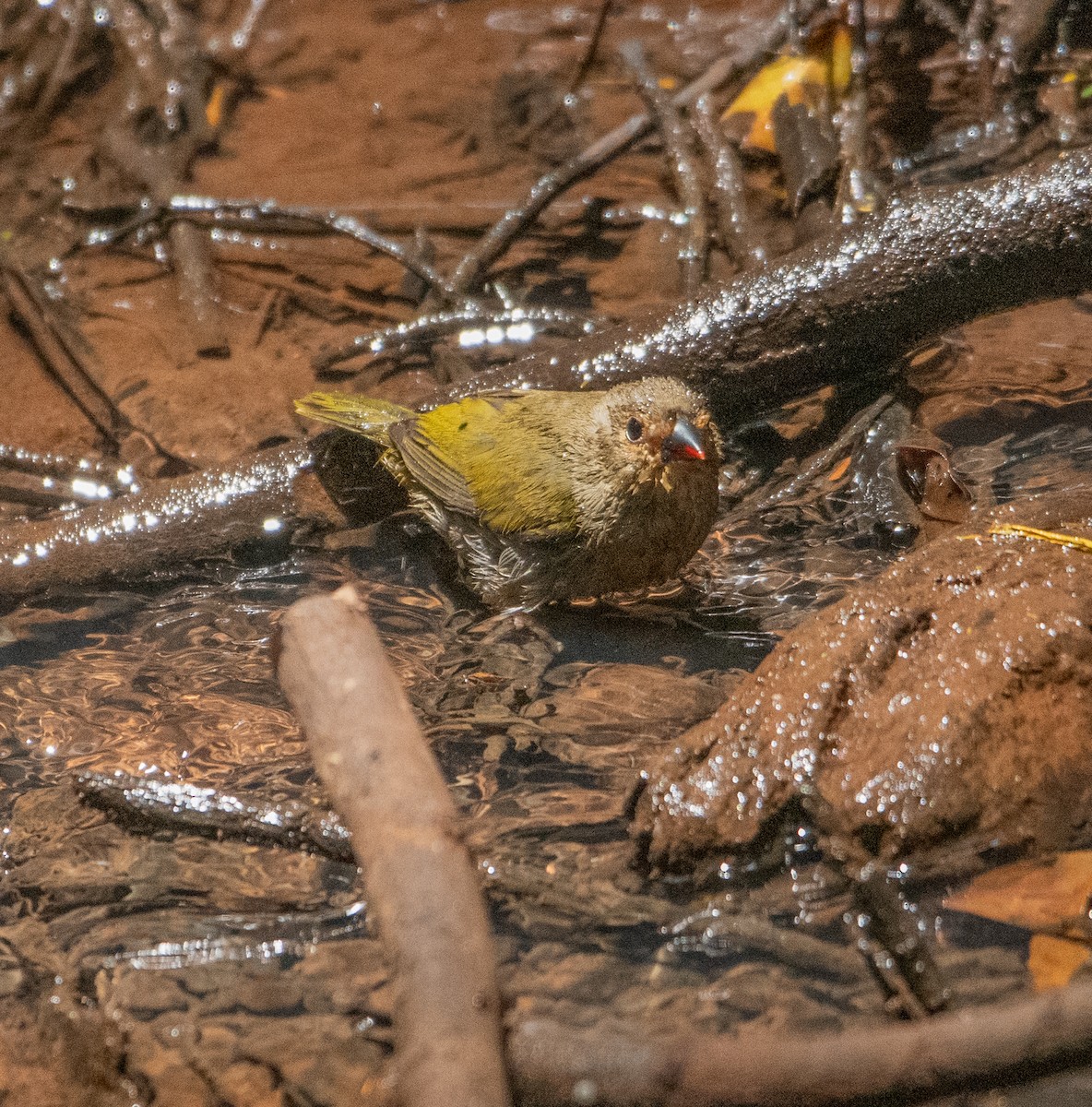 Green-backed Twinspot - ML640597857