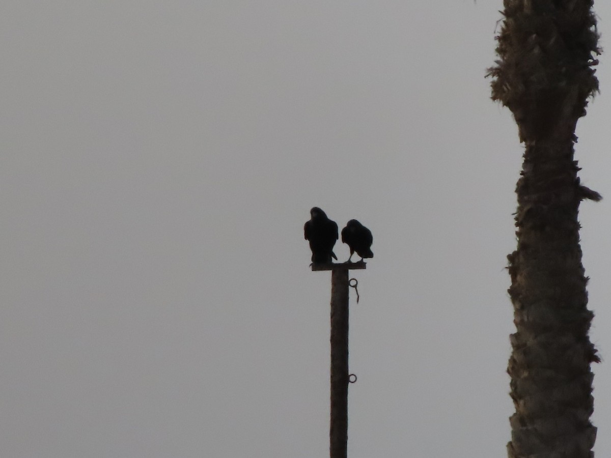 Hooded Crow - ML640597870