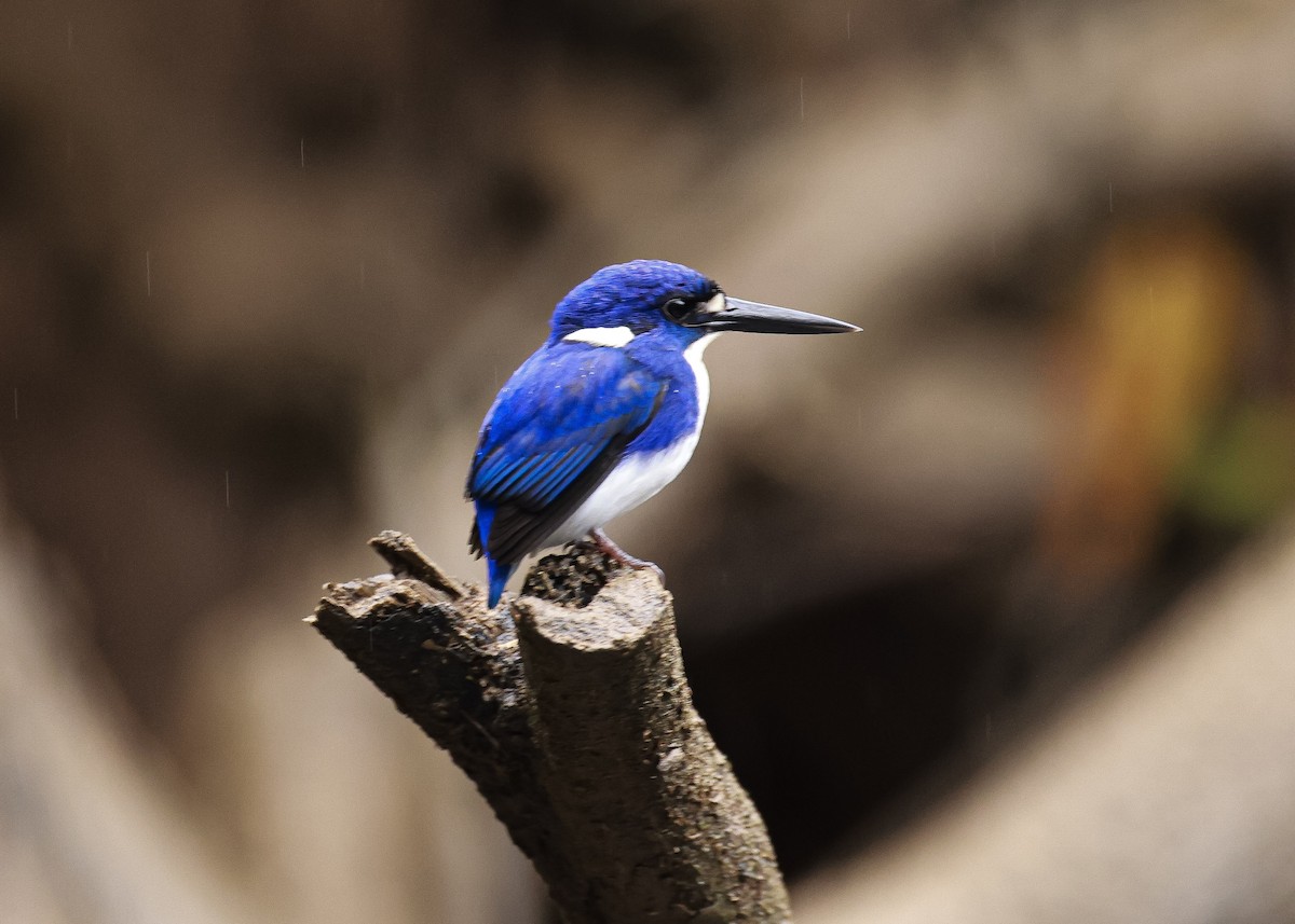 Little Kingfisher - ML640597878