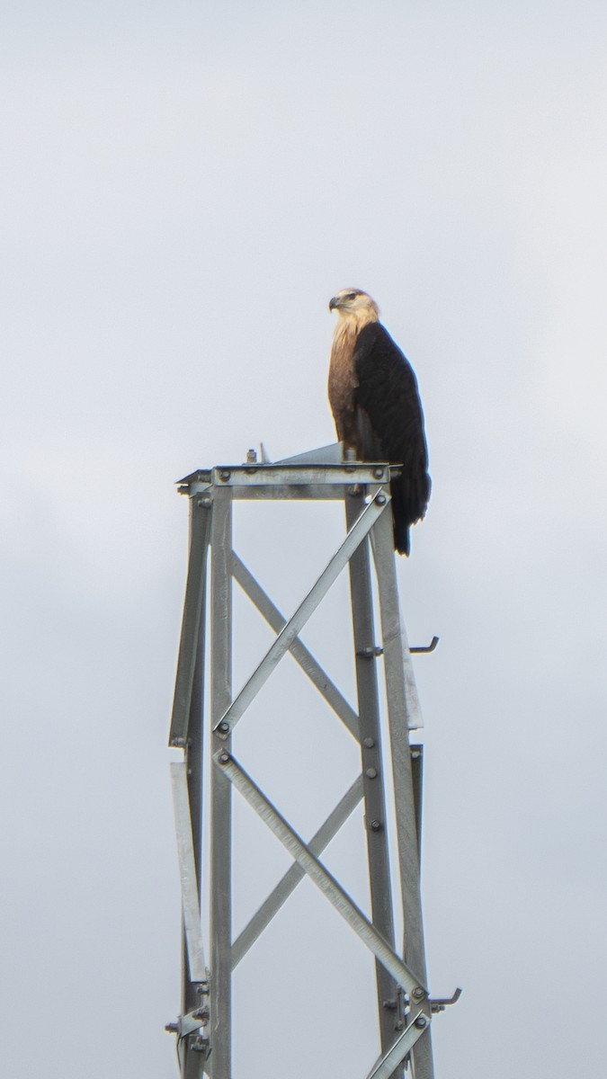 Pallas's Fish-Eagle - ML640597961