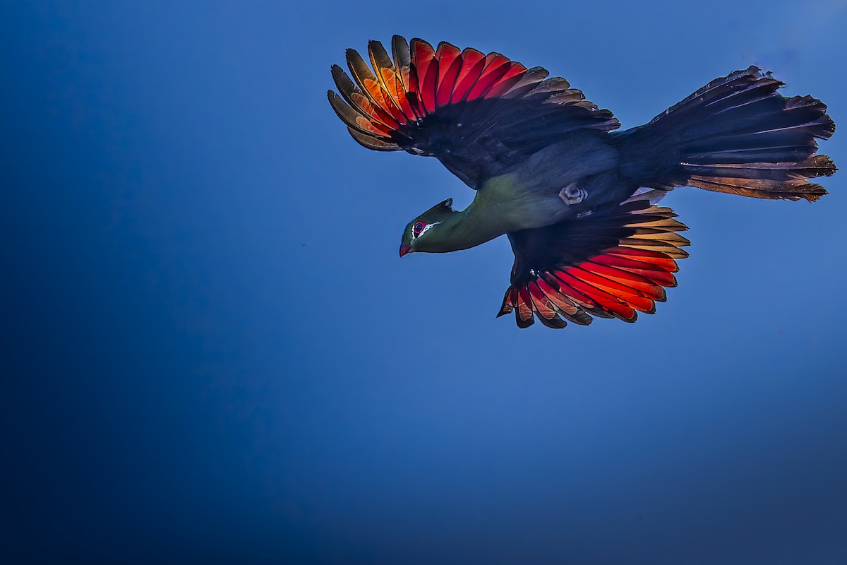 Knysna Turaco - ML640597987