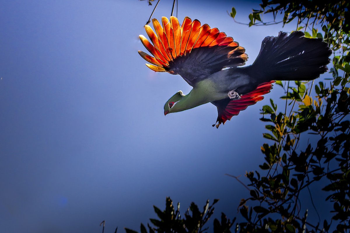 Knysna Turaco - ML640597990