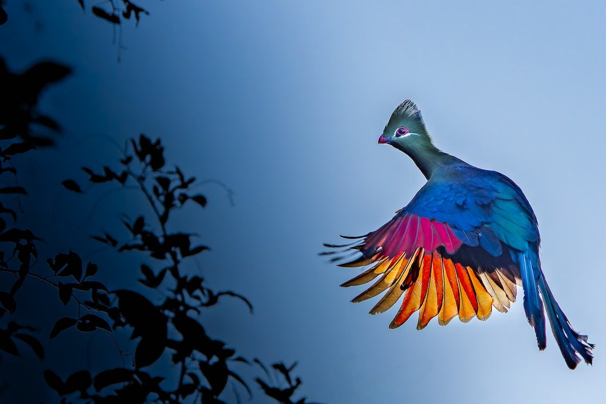 Knysna Turaco - ML640597993