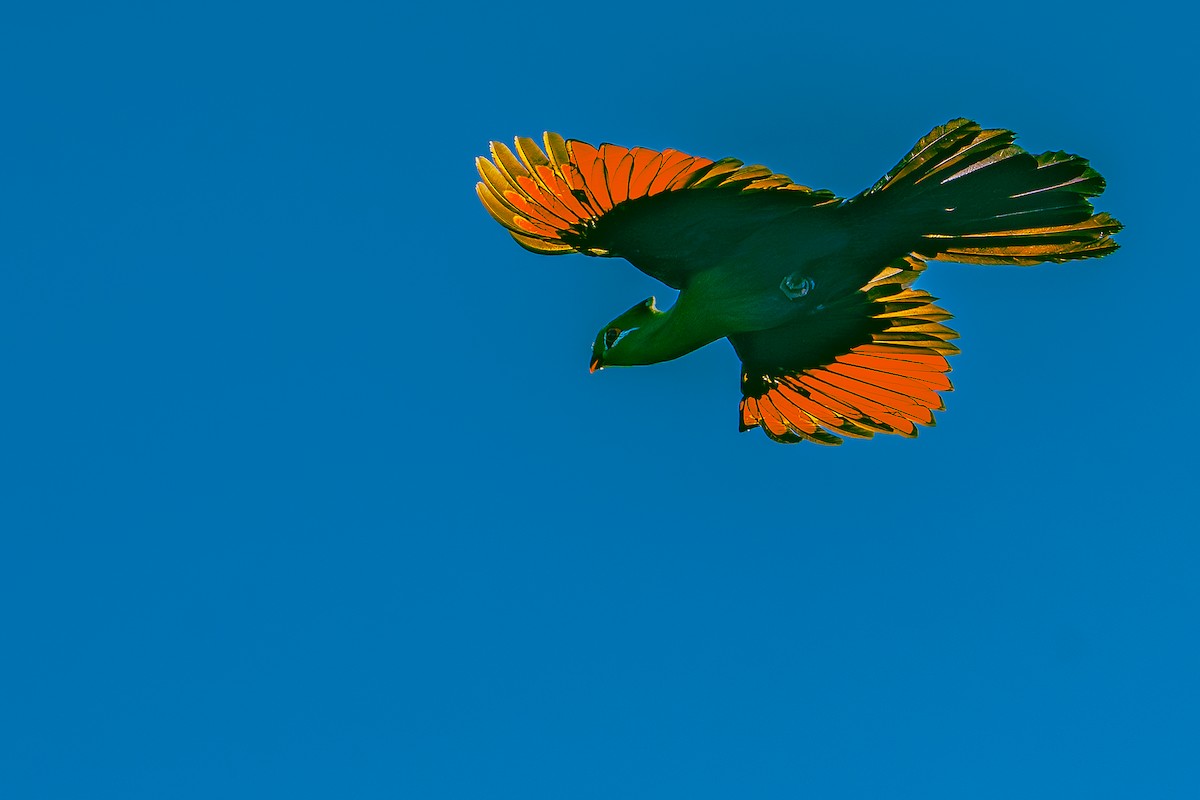 Knysna Turaco - ML640597997