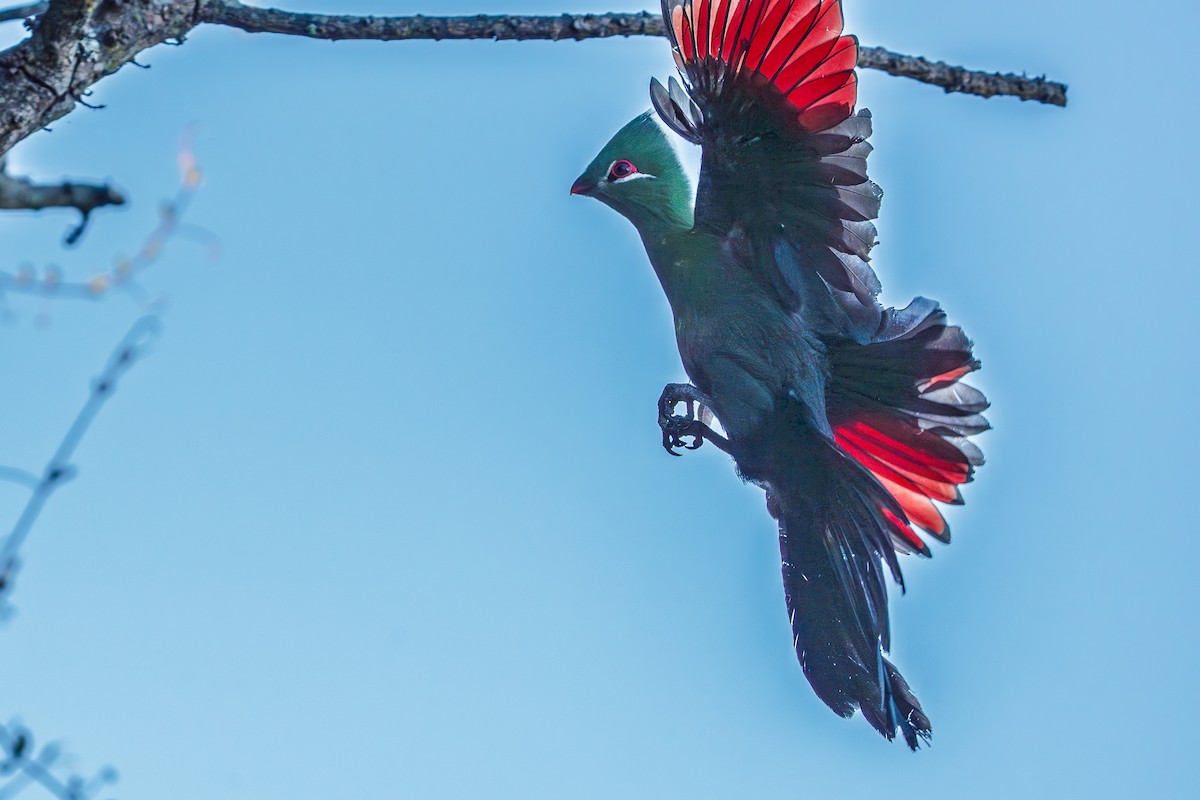 Knysna Turaco - ML640597998