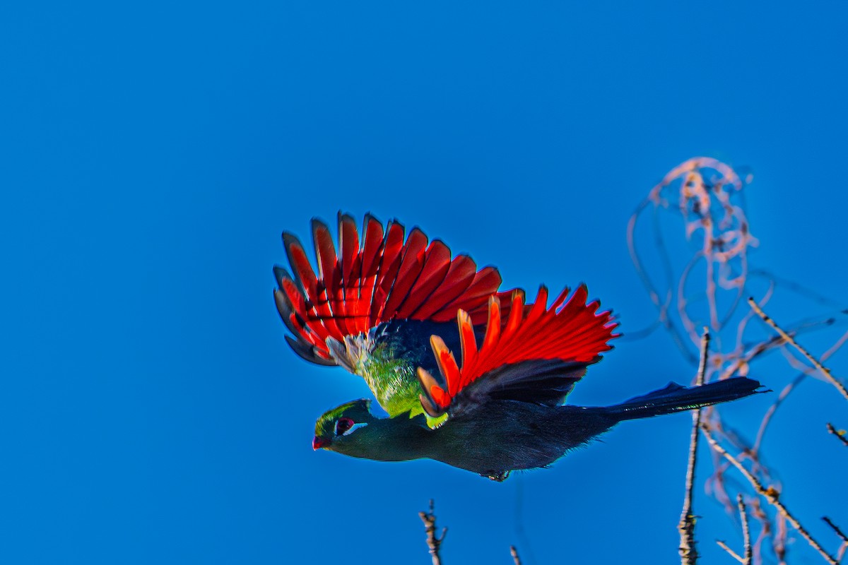 Knysna Turaco - ML640598000