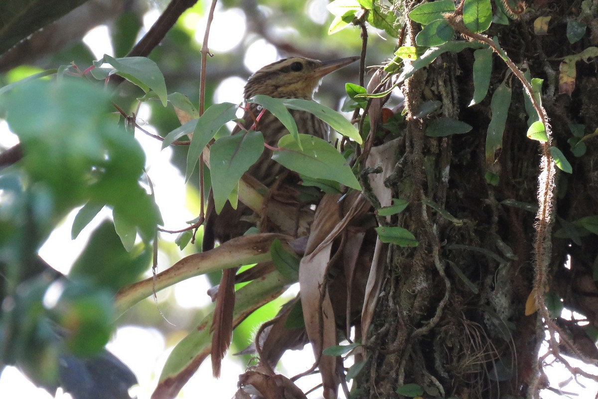 Pale-browed Treehunter - ML640598007