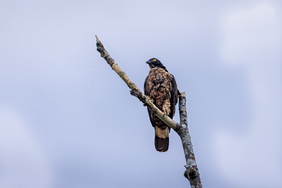 Falco pecchiaiolo orientale - ML640598037