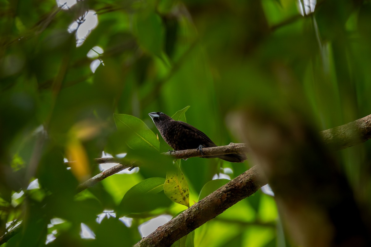 Dusky Munia - ML640598055