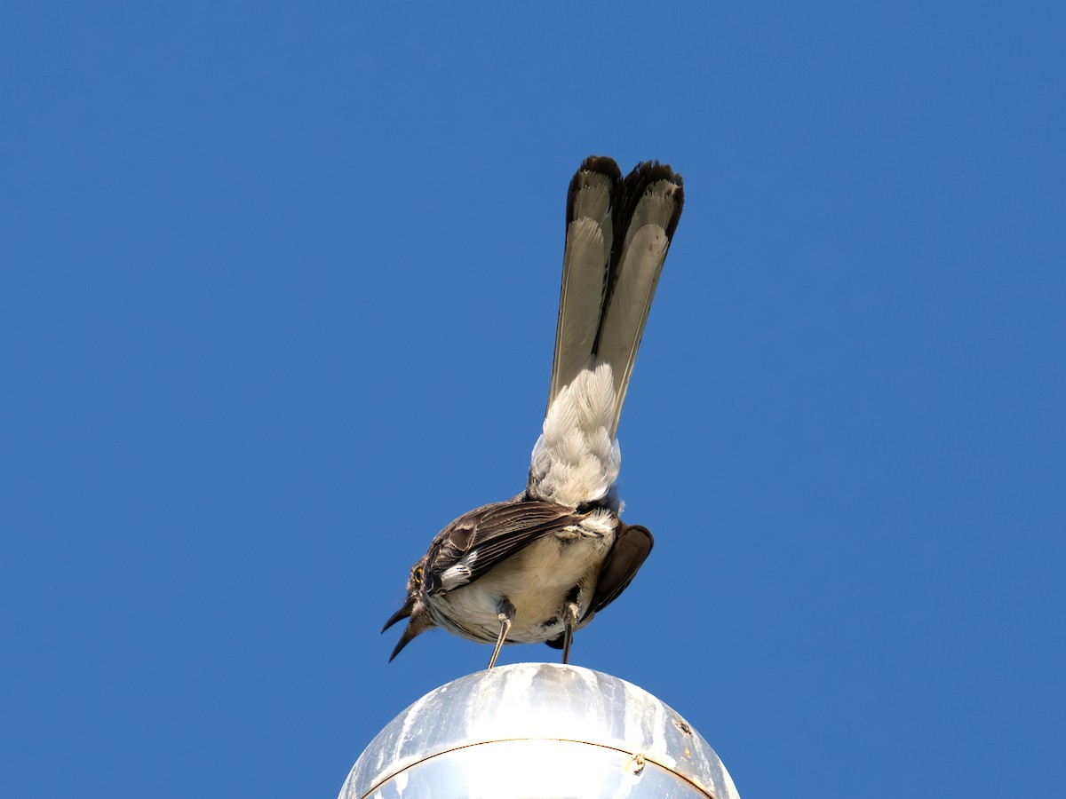 Northern Mockingbird - ML640598144