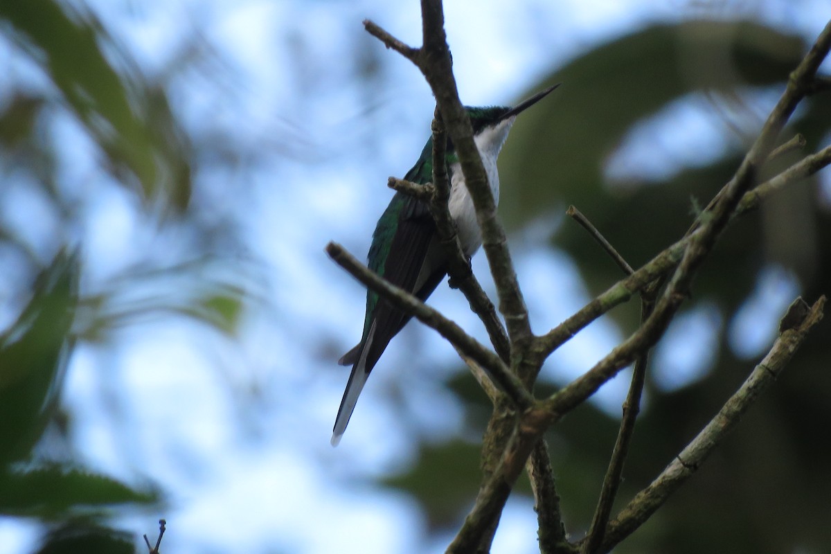 Black-eared Fairy - ML640598165