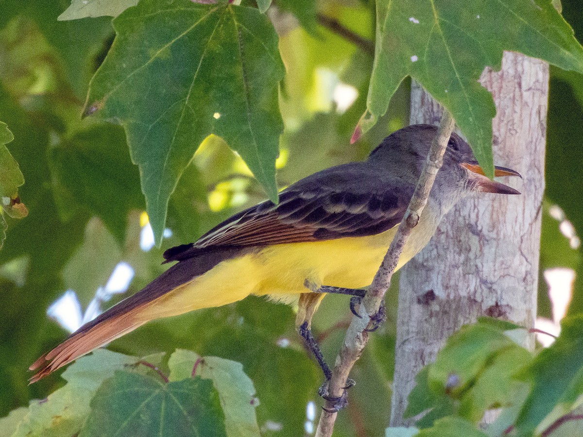 Great Crested Flycatcher - ML640598176