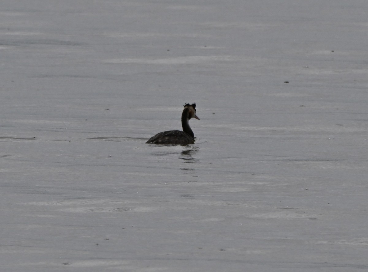 Great Crested Grebe - ML640598177