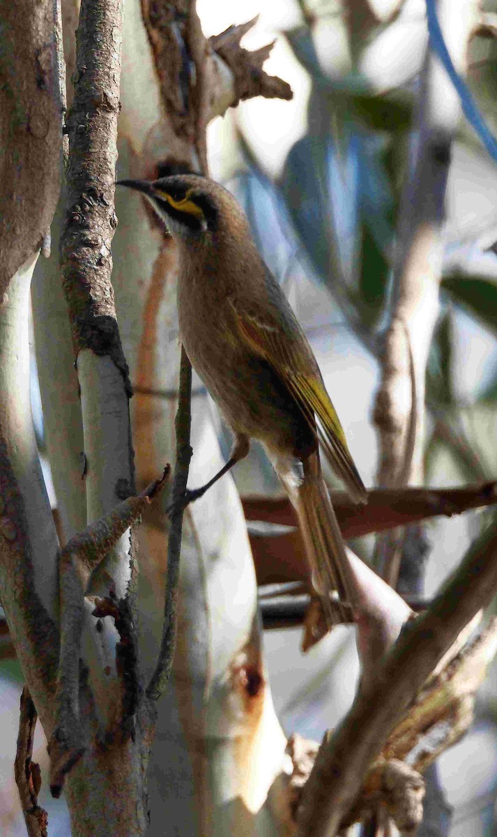 Yellow-faced Honeyeater - ML640598187