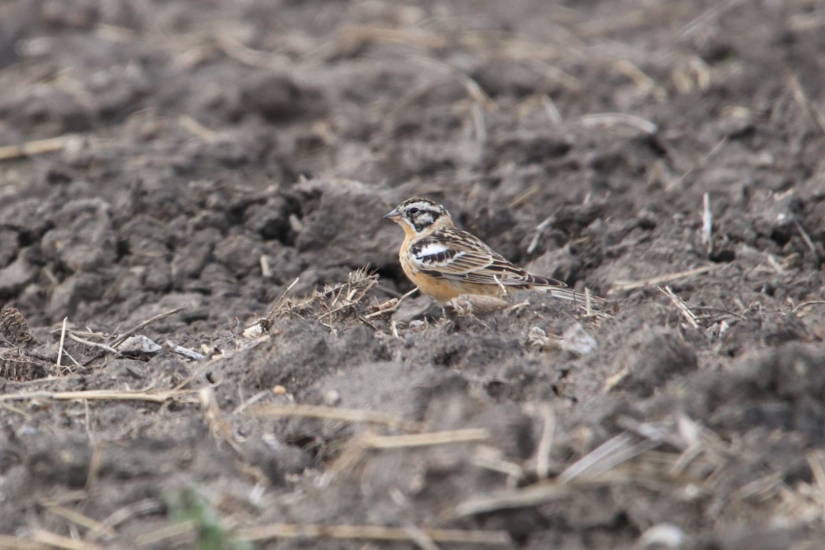 Smith's Longspur - ML640598263