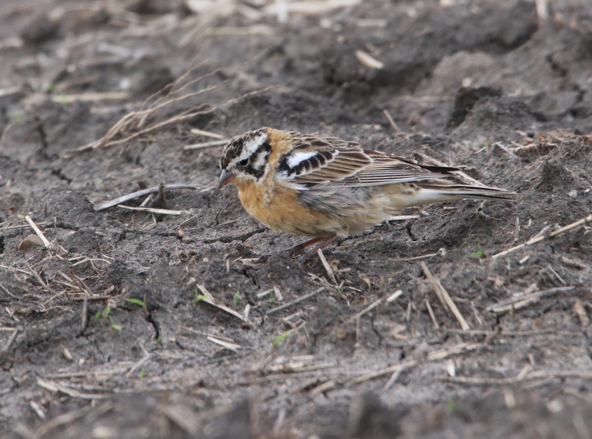 Smith's Longspur - ML640598264