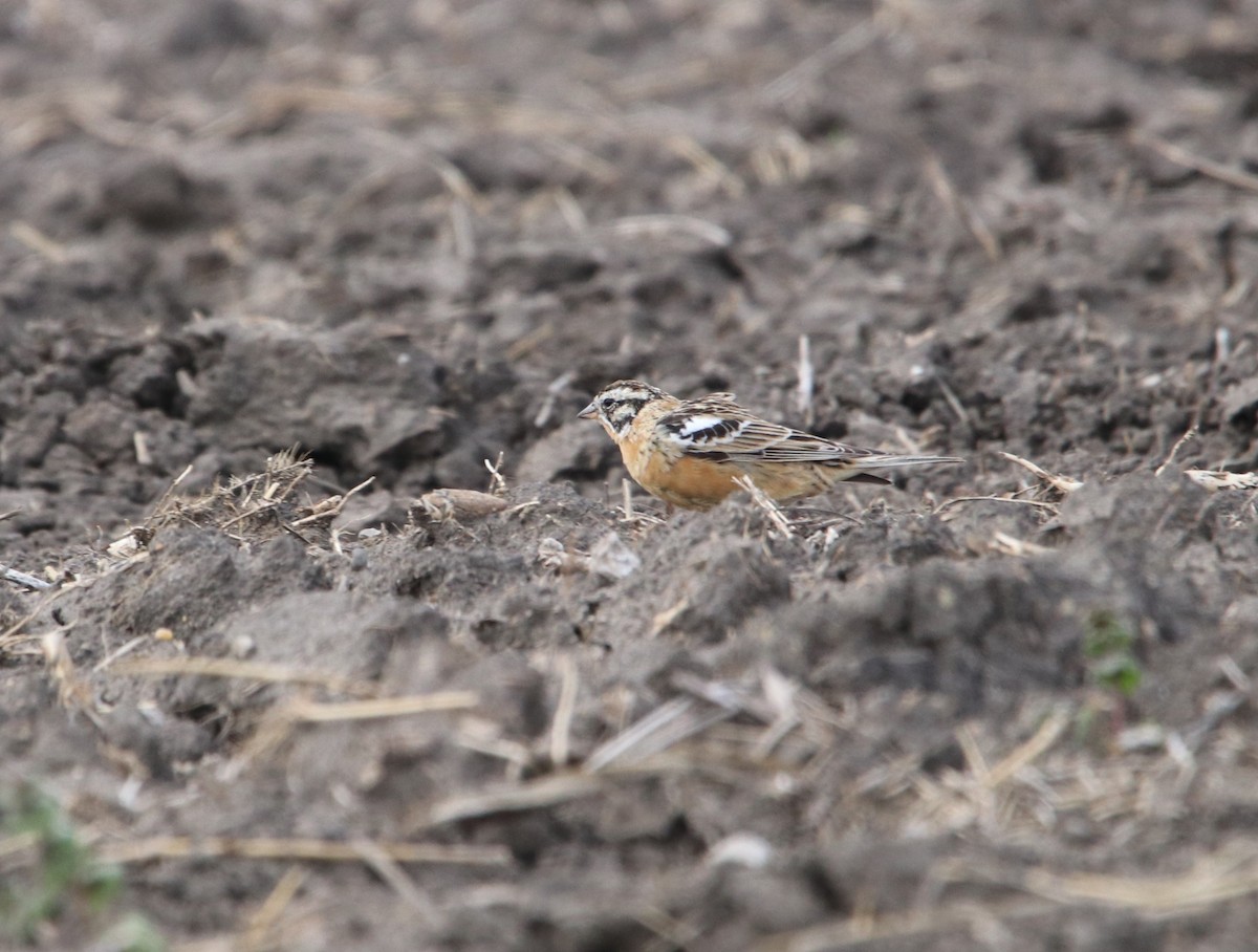 Smith's Longspur - ML640598265