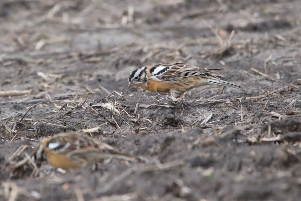 Smith's Longspur - ML640598266