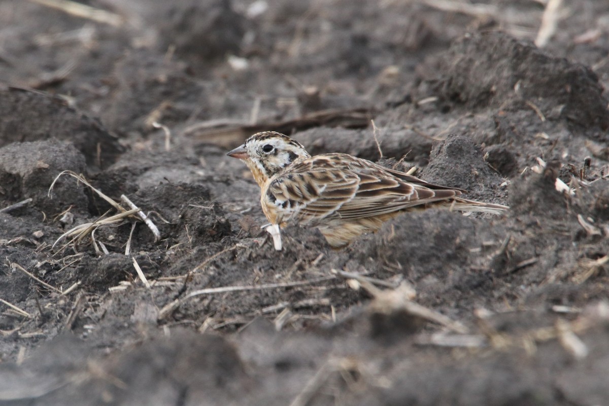 Smith's Longspur - ML640598267