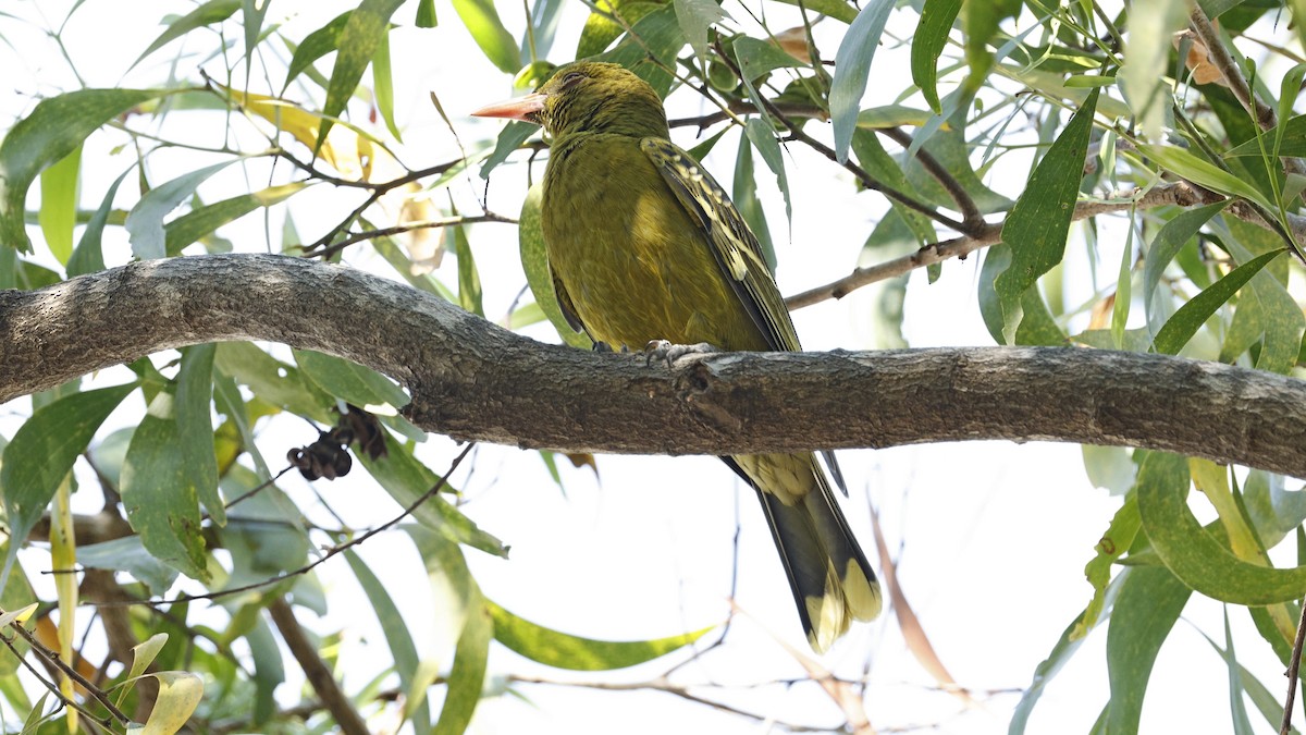 Green Oriole - ML640598303