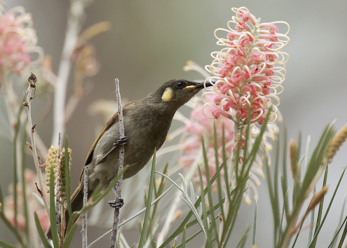 Cryptic Honeyeater - ML640598305